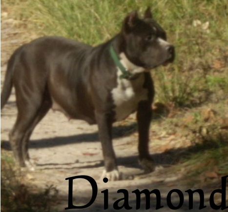 pitbulls-diamond.jpg