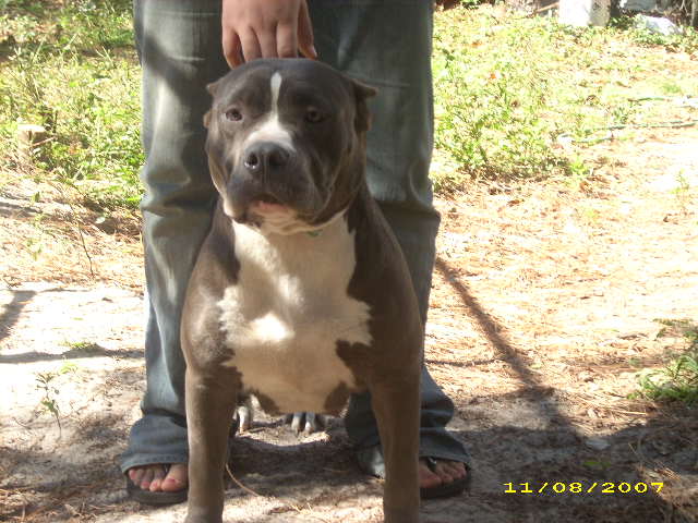 pitbulls02008.jpg