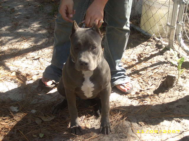 pitbulls02013.jpg