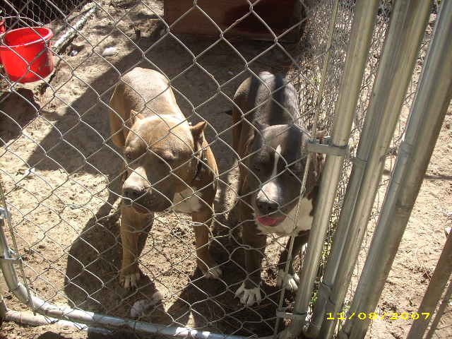 pitbulls02042.jpg